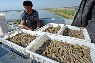 黃河流域生態(tài)保護丨孟仿英 跳出漁業(yè)抓漁業(yè) 跳出養(yǎng)殖抓養(yǎng)殖 水產(chǎn)品養(yǎng)殖新理念