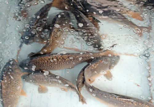 北京朝陽區(qū)兩家超市鯉魚、武昌魚檢出孔雀石綠，水產(chǎn)養(yǎng)殖安全敲響警鐘