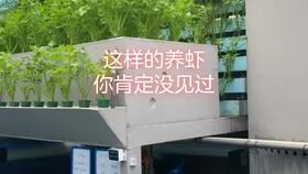 工廠化高效水產(chǎn)養(yǎng)殖新篇章 鋼架刀刮布高密度養(yǎng)殖黃顙魚(yú)技術(shù)解析