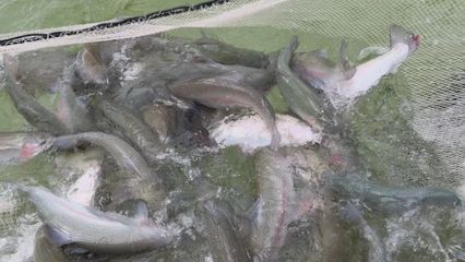 打“特色牌”，做“水文章” 魚蝦滿塘皆是景的水產(chǎn)養(yǎng)殖新圖景